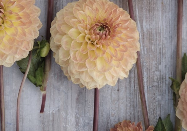 Dahlia hortensis Blyton Softer Gleam