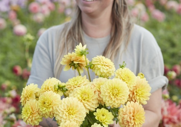 Dahlia hortensis Bocherell