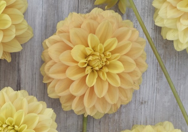 Dahlia hortensis Bocherell