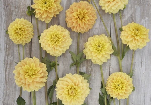 Dahlia hortensis Bocherell