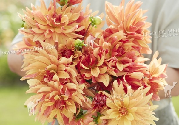 Dahlia hortensis French Cancan