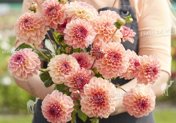 Dahlia hortensis Sebastian