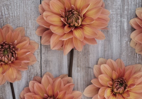 Dahlia hortensis Nicholas