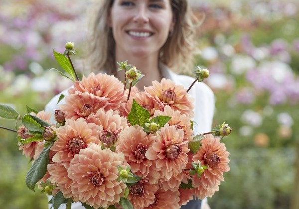 Dahlia hortensis Nicholas