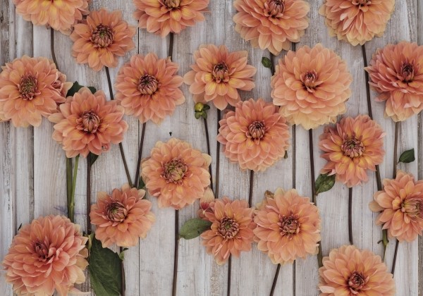 Dahlia hortensis Nicholas