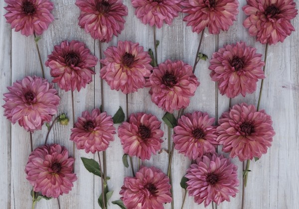 Dahlia hortensis Bacardi