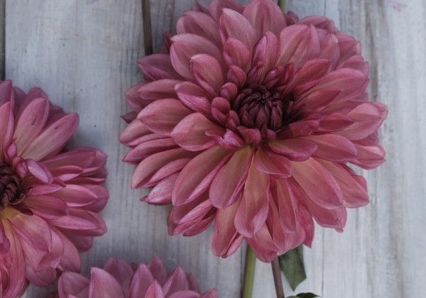 Dahlia hortensis Bacardi