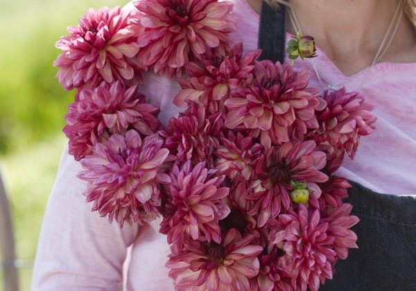 Dahlia hortensis Bacardi