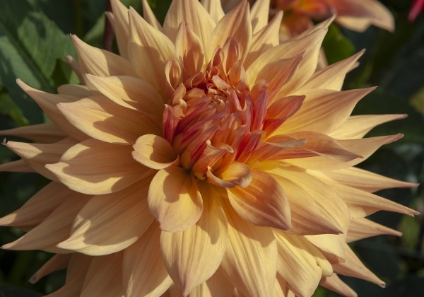 Dahlia hortensis Penhill Autumn Shade