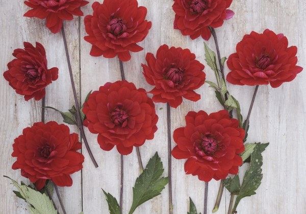 Dahlia hortensis Karma Amora