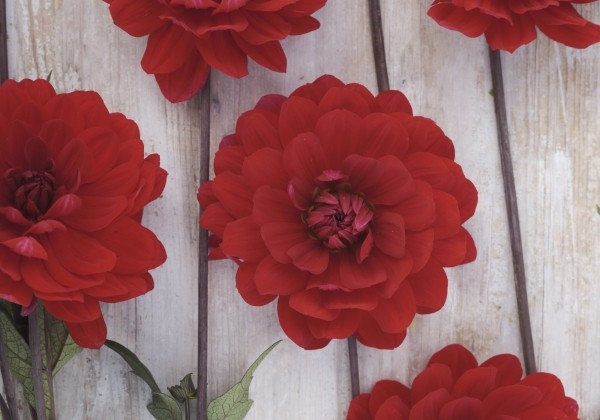 Dahlia hortensis Karma Amora