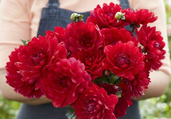 Dahlia hortensis Karma Amora