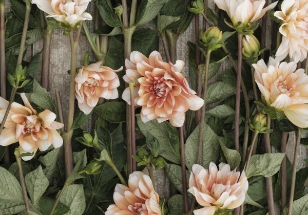 Dahlia hortensis Orange Perception