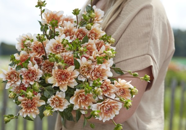 Dahlia hortensis Orange Perception