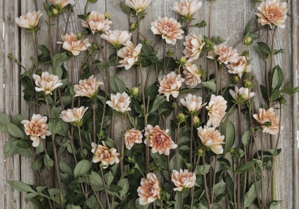 Dahlia hortensis Orange Perception