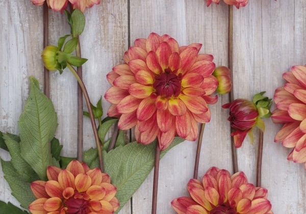 Dahlia hortensis Crazy Legs