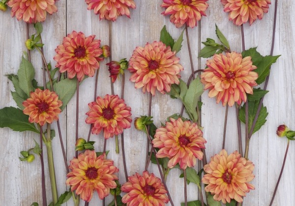 Dahlia hortensis Crazy Legs