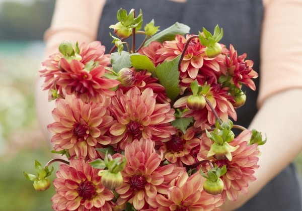 Dahlia hortensis Crazy Legs