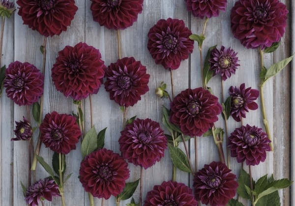 Dahlia hortensis Diva Us