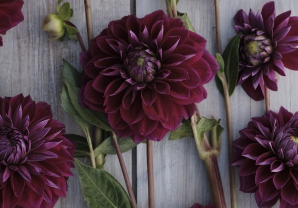 Dahlia hortensis Diva Us