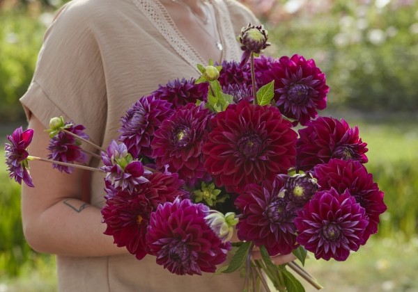 Dahlia hortensis Diva Us