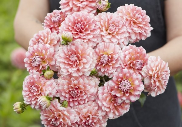 Dahlia hortensis Trustfull