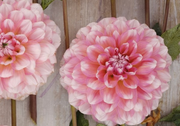 Dahlia hortensis Trustfull