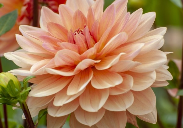 Dahlia hortensis Apricot Desire