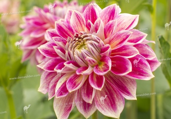 Dahlia hortensis Temple of Beauty