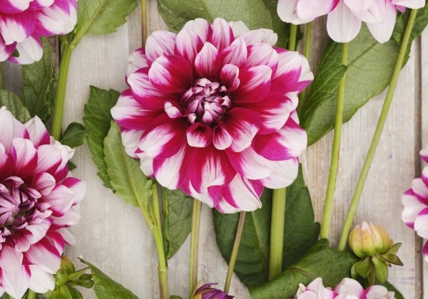 Dahlia hortensis Patches