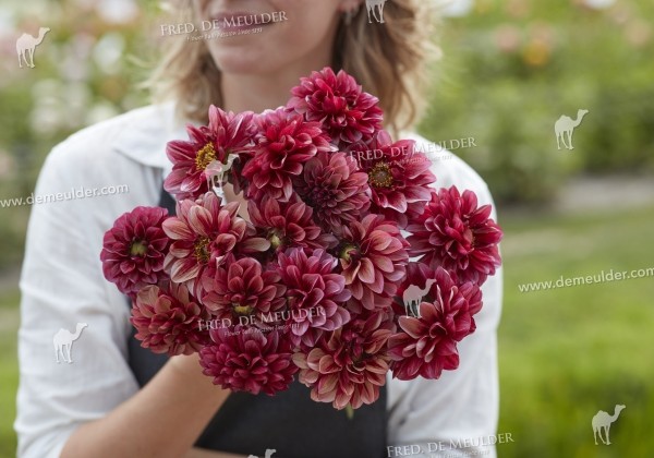 Dahlia hortensis Seniors Hope