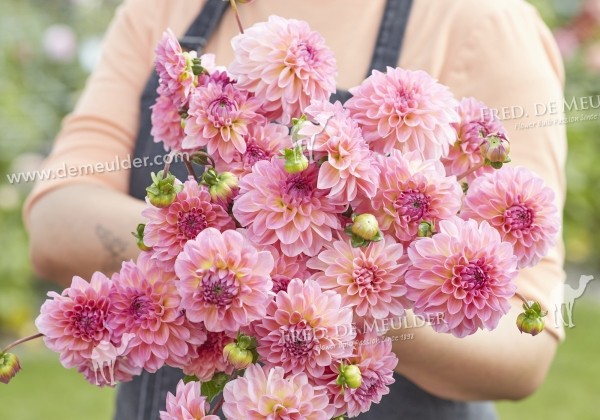 Dahlia hortensis Esli