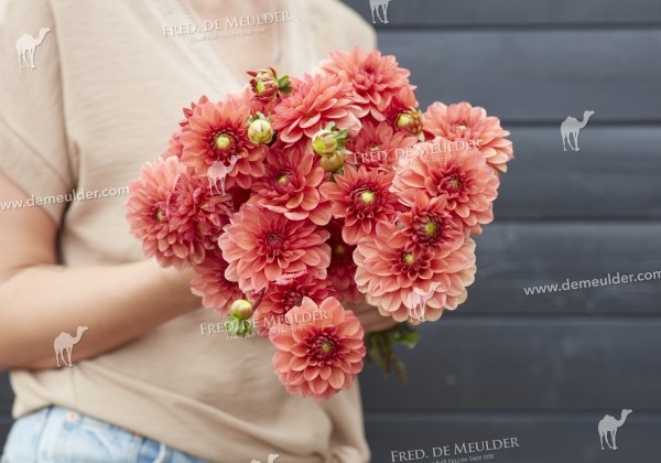 Dahlia hortensis Orange Girl