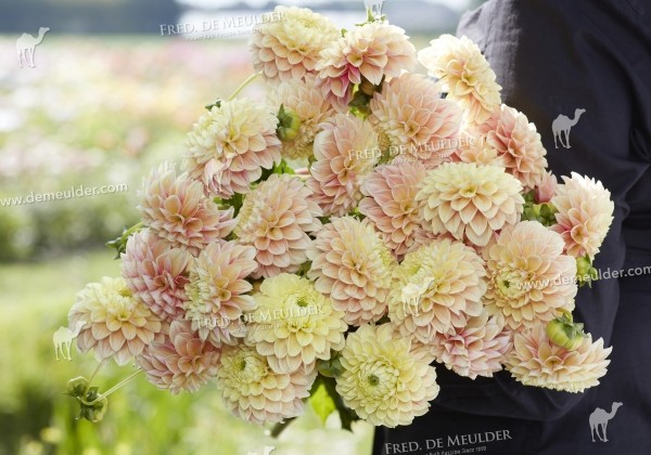 Dahlia hortensis Sweet Suzanne