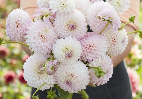Dahlia hortensis Sefton Silvertop