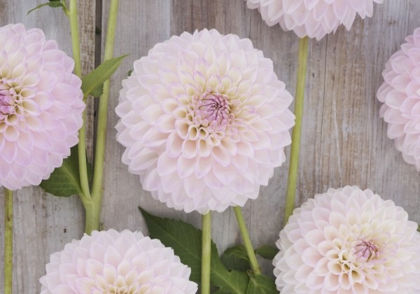 Dahlia hortensis Sefton Silvertop