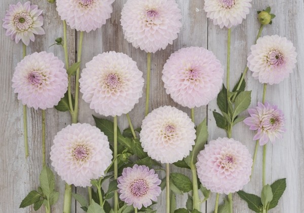 Dahlia hortensis Sefton Silvertop