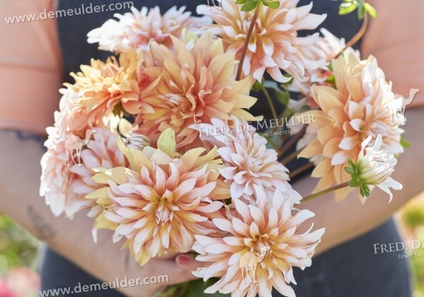 Dahlia hortensis Orange & Snow