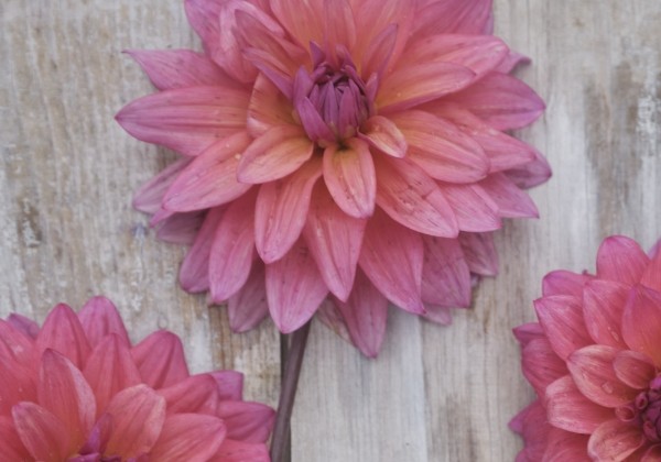 Dahlia hortensis Feline Yvonne