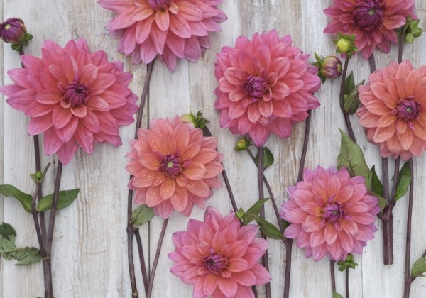 Dahlia hortensis Feline Yvonne