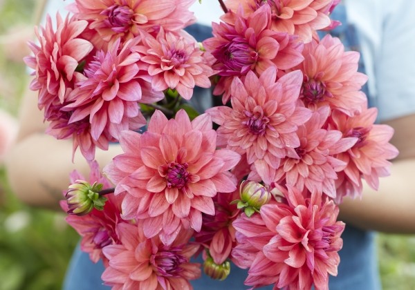 Dahlia hortensis Feline Yvonne