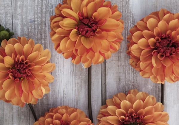 Dahlia hortensis American Sunset