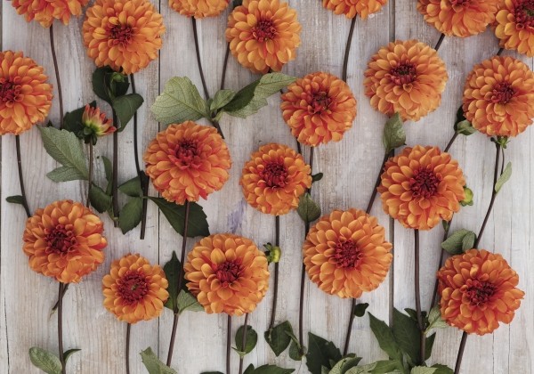 Dahlia hortensis American Sunset