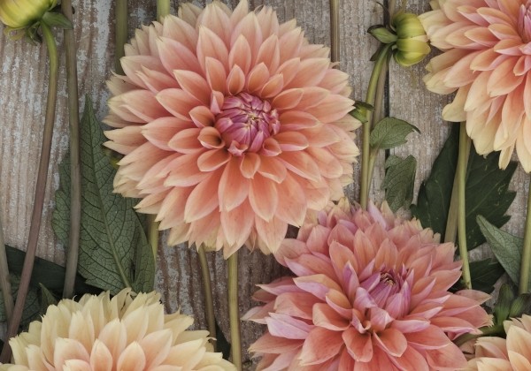 Dahlia hortensis Kick Off
