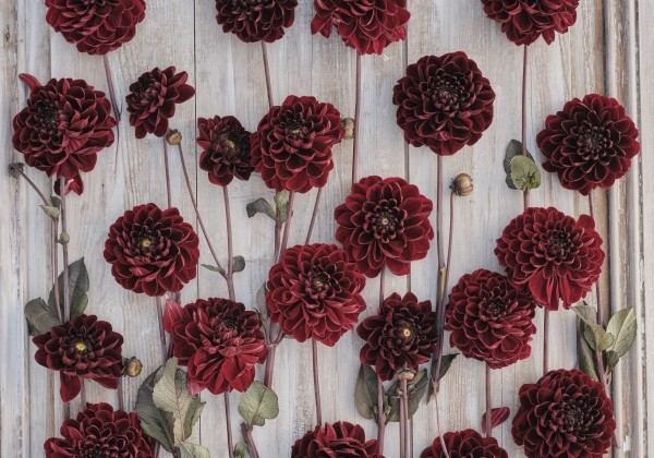 Dahlia hortensis Manoa