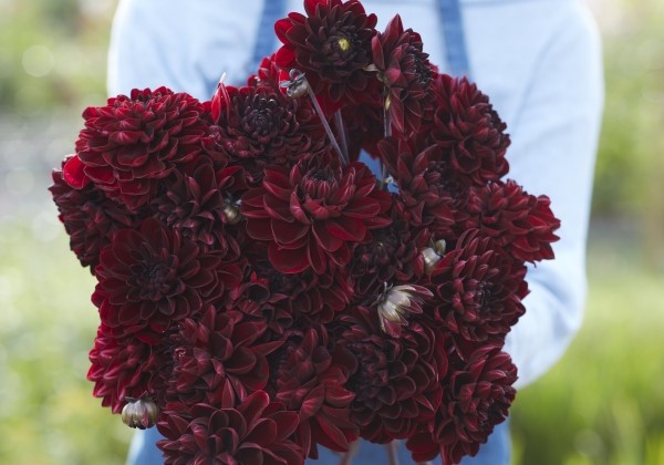 Dahlia hortensis Manoa