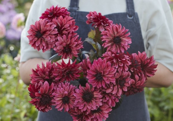 Dahlia hortensis Night Silence