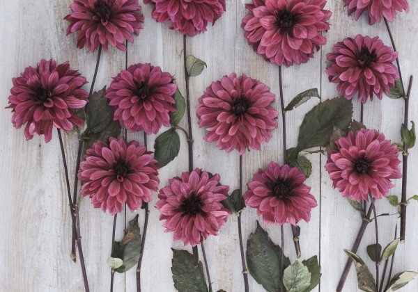 Dahlia hortensis Night Silence