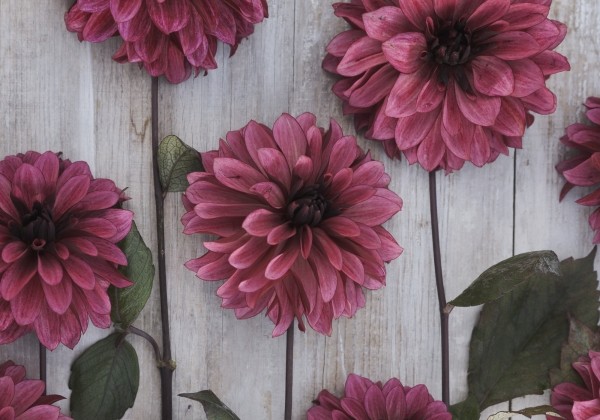 Dahlia hortensis Night Silence