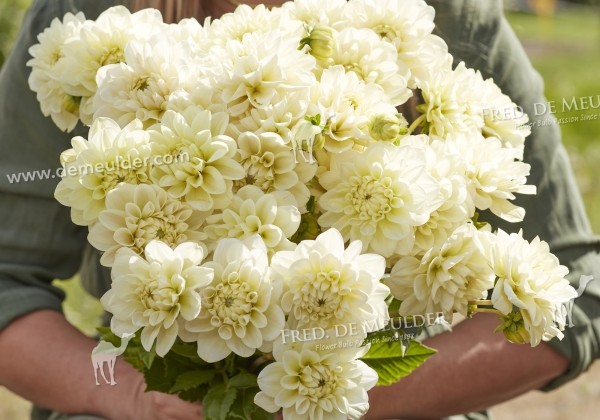 Dahlia hortensis Caramel Antique